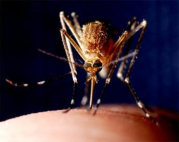 Een muggenmagneet