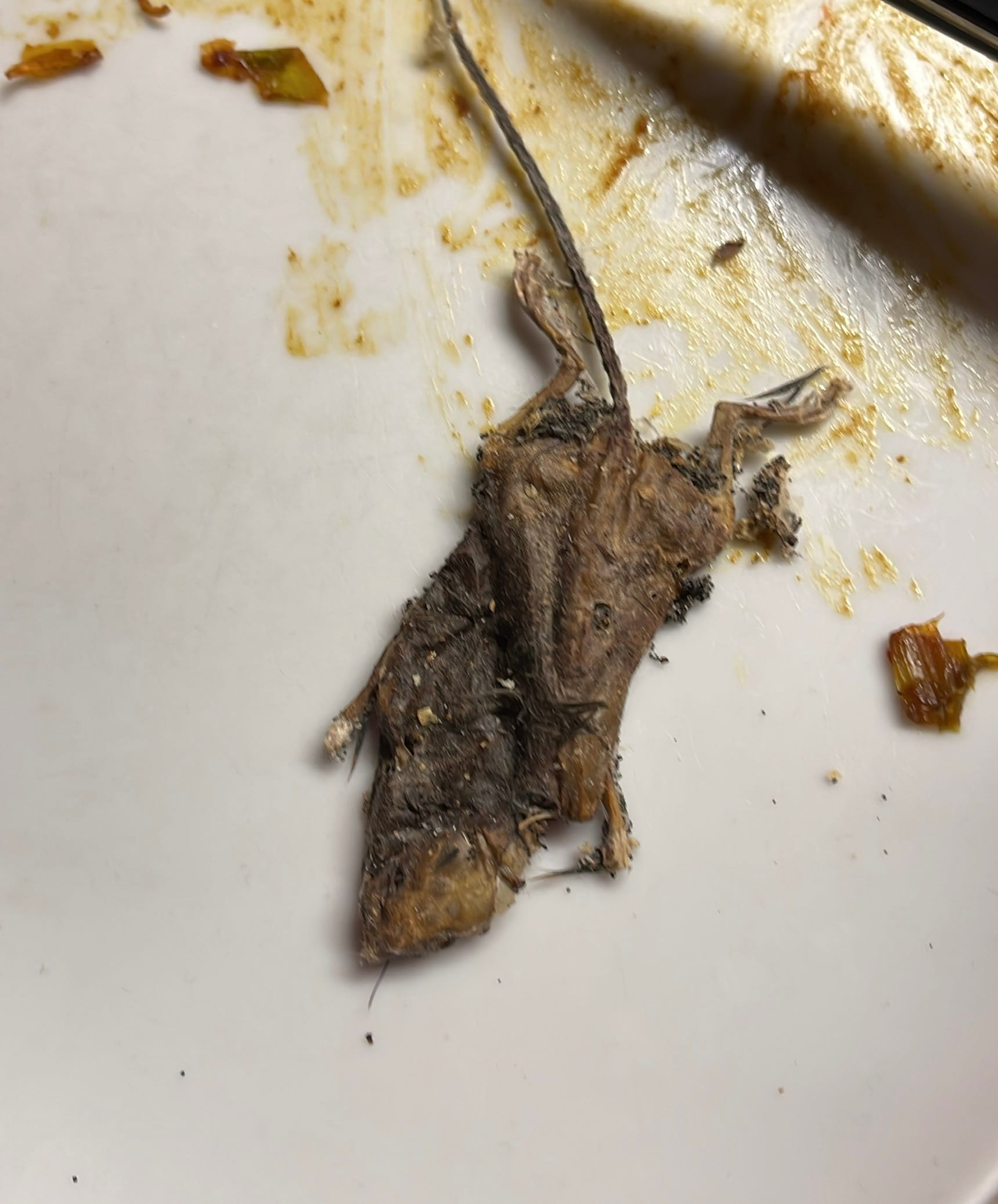 Dode muis aangeraakt - Medische Forum - Dokter.nl